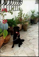 dog
